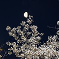 写真: IMG_240401 (14)　月と山桜