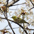 写真: IMG_240330 (106)　山桜にメジロ