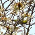 写真: IMG_240330 (109)　山桜にメジロ