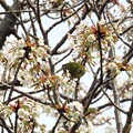 写真: IMG_240330 (108)　山桜にメジロ