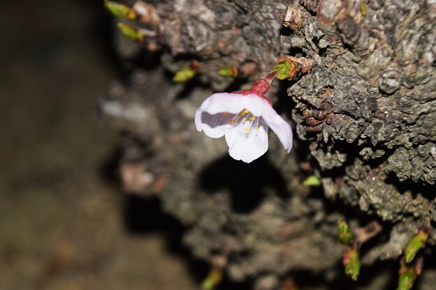 写真: IMG_240401 (21)　幹から咲いたソメイヨシノ