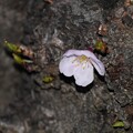 写真: IMG_240401 (23)　幹から咲いたソメイヨシノ