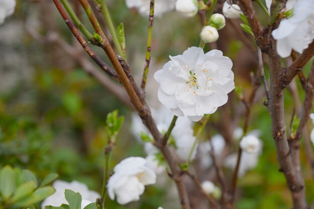 写真: IMG_240401 (29)　八重咲桜