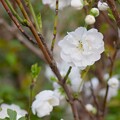 写真: IMG_240401 (29)　八重咲桜