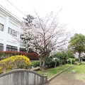 写真: IMG_240405 (45)　小さな公園の桜