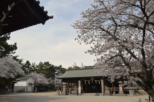 IMG_240411 (7)　御厨神社の桜