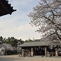 写真: IMG_240411 (7)　御厨神社の桜