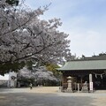 写真: IMG_240411 (8)　御厨神社の桜