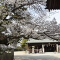 写真: IMG_240411 (9)　御厨神社の桜