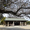写真: IMG_240411 (10)　御厨神社の桜