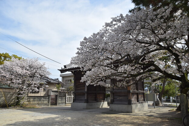 写真: IMG_240411 (11)　御厨神社の桜