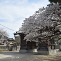 写真: IMG_240411 (11)　御厨神社の桜