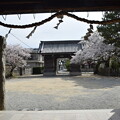 写真: IMG_240411 (12)　御厨神社の桜