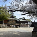写真: IMG_240411 (15)　御厨神社の桜
