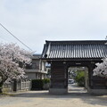 写真: IMG_240411 (14)　御厨神社の桜