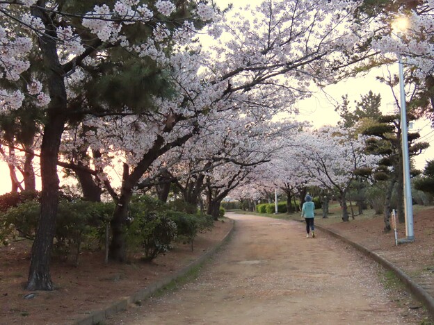 IMG_240413 (19)　早朝の桜並木