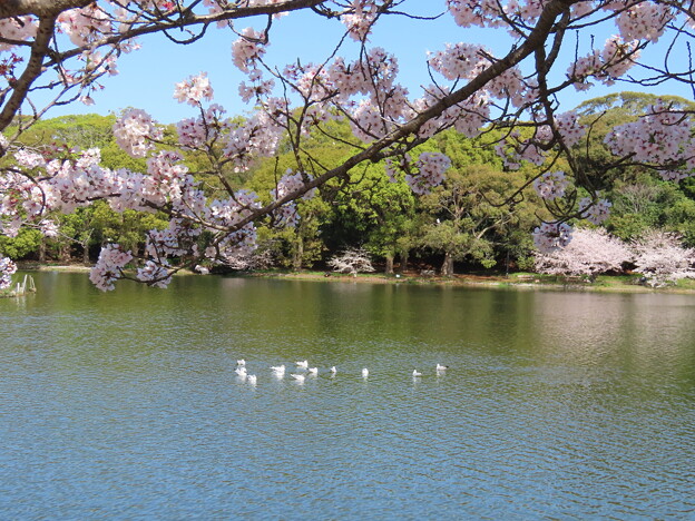 写真: IMG_240410 (82)　豪の池の桜とユリカモメ