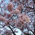 写真: IMG_240414 (4)　早朝の桜