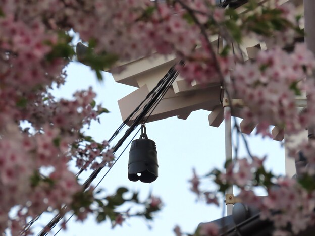 写真: IMG_240414 (7)　桜の向こうに風鐸が