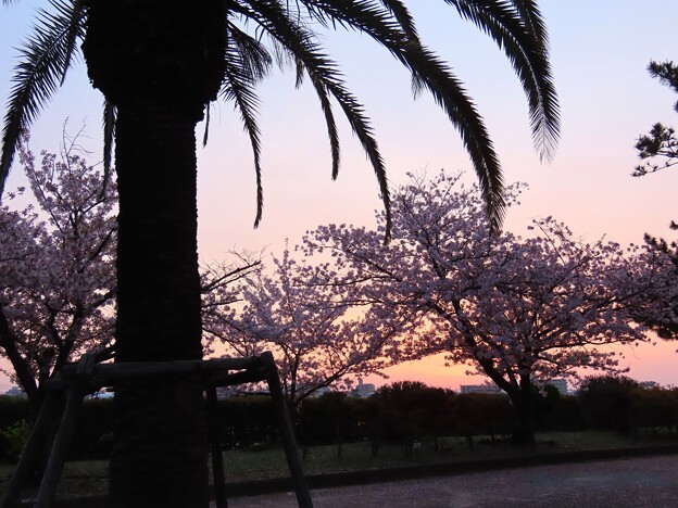 写真: IMG_240415 (7)　フェニックスと染井吉野の夜明け