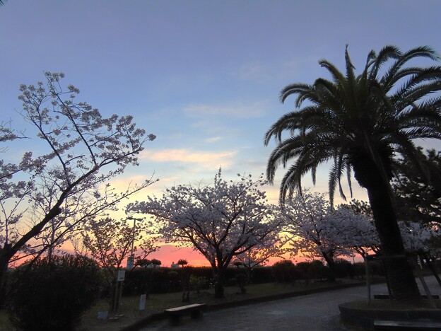 写真: IMG_240413 (21)　夜明けのフェニックスと桜