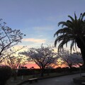 IMG_240413 (21)　夜明けのフェニックスと桜