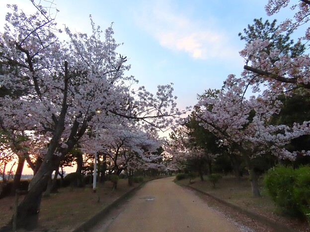 写真: IMG_240413 (22)　早朝の桜並木