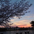 写真: IMG_240413 (25)　海浜公園の夜明け
