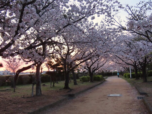 写真: IMG_240413 (20)　早朝の桜並木