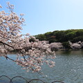 写真: IMG_240410 (109)　剛の池の桜