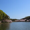 写真: IMG_240410 (112)　剛の池の桜