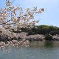 写真: IMG_240410 (107)　剛の池の桜