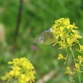 写真: IMG_240413 (55)　菜の花に紋白蝶