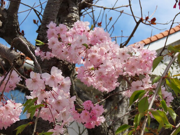 写真: IMG_240413 (39)　枝垂れ桜