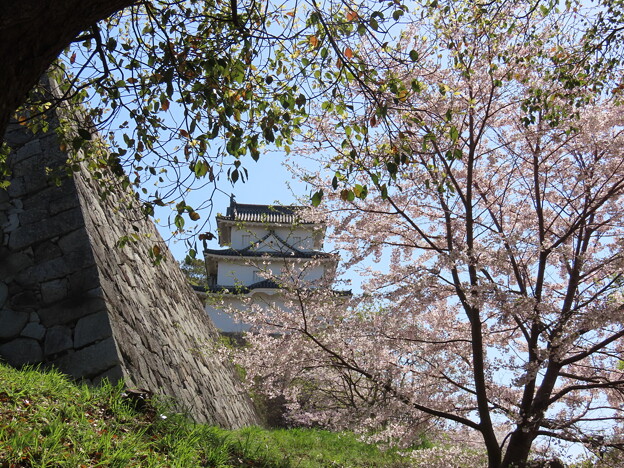 IMG_240410 (146)　明石城の桜