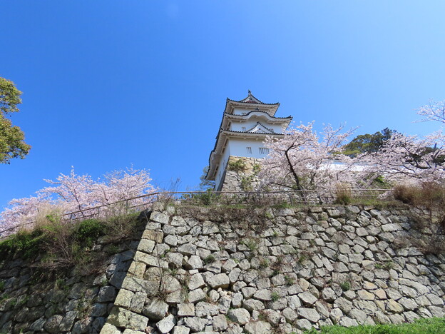 写真: IMG_240410 (150)　明石城の桜