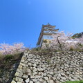 IMG_240410 (150)　明石城の桜