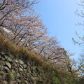 写真: IMG_240410 (152)　明石城の桜