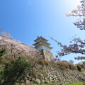 IMG_240410 (153)　明石城の桜