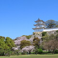 写真: IMG_240410 (156)　明石城の桜