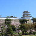 写真: IMG_240410 (157)　明石城の桜