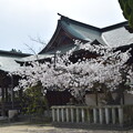 写真: IMG_240411 (16)　御厨神社の桜