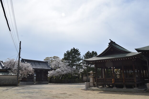 IMG_240411 (17)　御厨神社の桜