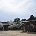 写真: IMG_240411 (17)　御厨神社の桜