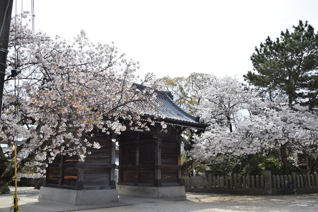 IMG_240411 (19)　御厨神社の桜