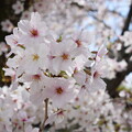 写真: IMG_240411 (20)　御厨神社の桜