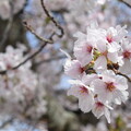 IMG_240411 (21)　御厨神社の桜