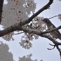 写真: IMG_240411 (45)　桜にヒヨドリ