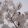 写真: IMG_240411 (49)　桜にヒヨドリ