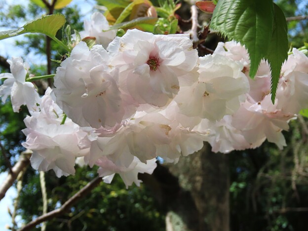 IMG_240420 (12)　住吉神社の八重桜